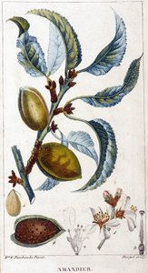 Branch, Flower and Fruit of the Almond Tree - Botanical Board by Unknown artist