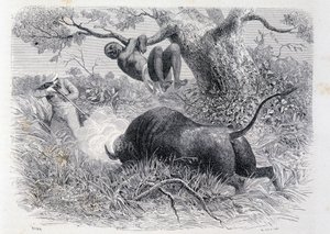 Captain Speke hunting buffalo - in "Tour du Monde"
