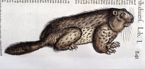 Castor - in Historia Animalium by Conrad Gesner by Unknown artist