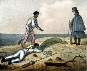 Catching turtle eggs. 19th century engraving