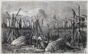 Cod Drying in Fiskerness in Greenland by Unknown artist