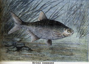 Common Breme. Engraving from 1897 by Unknown artist