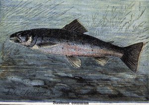 Common Salmon (engraving from 1897)