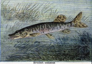 Common pike. Engraving from 1897 by Unknown artist