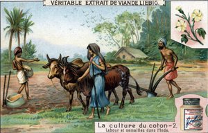 Cotton cultivation: ploughing and sowing in India. Chromolithography, Liebig image by Unknown artist