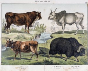 Cow, beef, yack - in "Natural History of Mammals", ed. Schreiber
