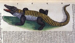 Crocodile. in Historia Animalium by Conrad Gesner, Tiguri by Unknown artist