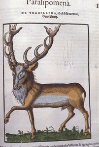 Deer - from Historiae Animalium by Konrad Gesner, Tiguri