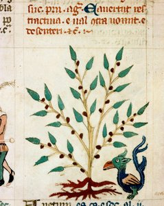 Description of a fantastic tree and animal - Miniature from a Provencal manuscript 