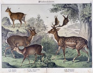 Diche, suede - in "Natural histories of mammals", ed. Schreiber by Unknown artist