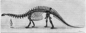 Dinosaur Skeleton: 