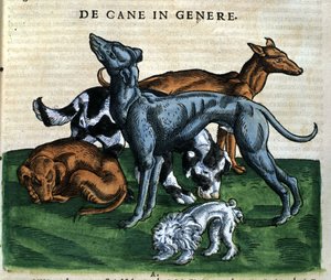 Dogs from the Historia Animalium by Conrad Gesner, Tiguri 1560. Biblioteca nazionale Braidense. Milan