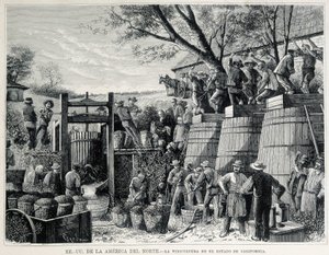 Viticulture in California in the 19th century