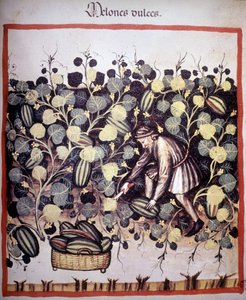 Engraving representing the collection of melons from 