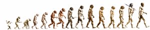 Evolution: Comparison of morphologies from the monkey to the present man by Unknown artist
