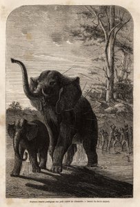 Female elephant protecting her young from Javeline hunters of Zambese. Engraving to illustrate Dr. Livingstone