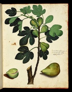 Fig and fig branch Botanical board taken from a trek of Natural History on fruits and vegetables. Ulisse Aldrovandi fonds, Bibl. Universitaire, ed. 1603. by Unknown artist