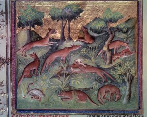 Fox hunting poultry