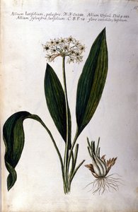 Garlic. 19th century herbarium by Unknown artist