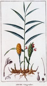 Ginger (Amomum) - Botanical Board