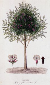 Clove (Caryophyllus Aromaticus)