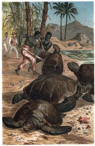 Green Sea Turtle (Chelonia mydas) - engraving from 