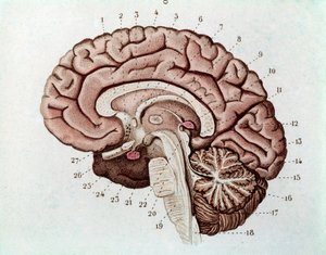Human brain section with cerebral hemispheres and cerebellum by Unknown artist
