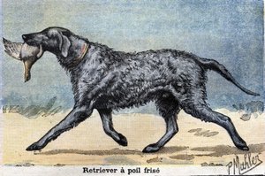 Hunting Dog: Curly-haired Retriever