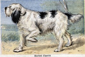 Hunting Dog: Stop Barbet by Unknown artist