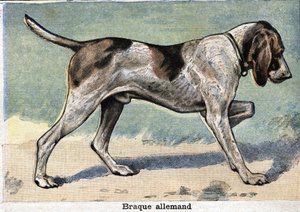 Hunting dog: German Braque