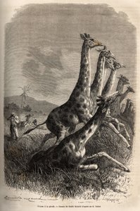 Hunting for the Giraffe