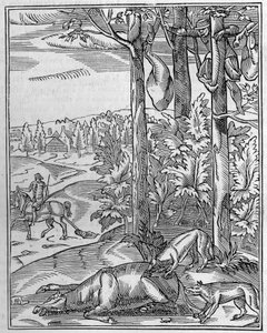 Hunting the wolf: the lookout. Facsimile of a 16th century wood engraving. Engraving in La Nature: revue des sciences et de leurs applications aux arts et a l