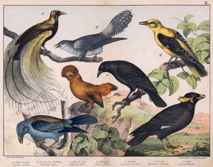 Illustration for “Natural History of Birds”, ed. Hoepli, Milan