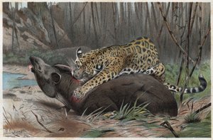 Jaguar (Panthera onca) - engraving from 