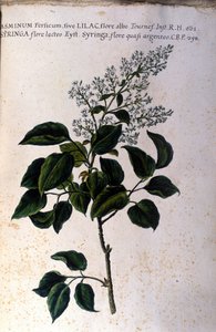 Jasmine branch. Plate from a 17th century herbarium by Unknown artist