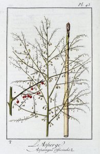 Asparagus (Asparagus Officinalis) - in 