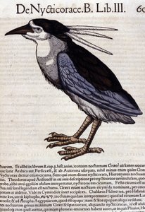 The bihoreau in Historia Animalium by Conrad Gesner