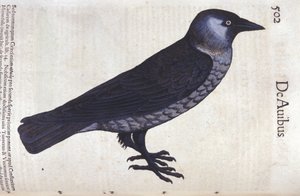 The choucas in Historia Animalium by Conrad Gesner by Unknown artist
