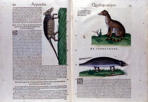 The Civet, the Hyena, and the Mongoose in Historia Animalium by Conrad Gesner (1516-1565) by Unknown artist