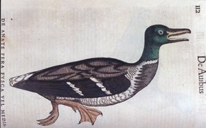 The ducard souchet in Historia Animalium by Conrad Gesner