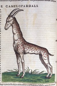 The Giraffe in Historia Animalium by Conrad Gesner by Unknown artist