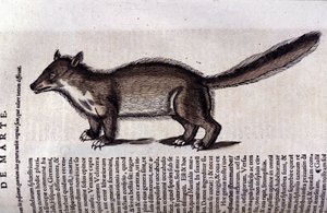 The Marten in Historia Animalium by Conrad Gesner (1516 - 1565), Tiguri