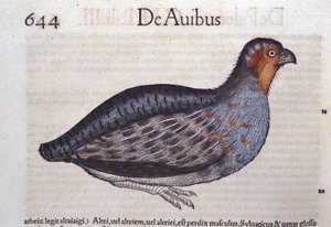 The Partridge in Historia Animalium by Conrad Gesner (1516 - 1565), Tiguri