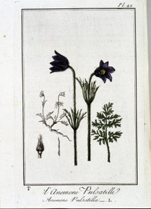 The anemone pulsatilla - in 