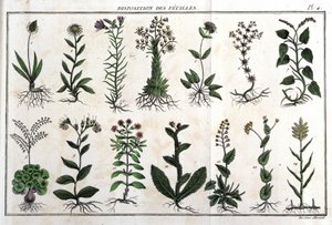 Layout of the leaves: in 