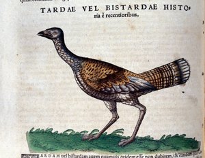 The bustard from Historiae Animalium by Conrad Gesner (1516 - 1565), Tiguri