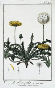 Le Dandelion Commun (Leontodon caraxacum) - in 