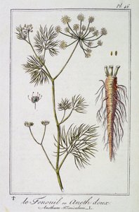 Fennel or Sweet Dill (Anethum Foeniculum) - in 