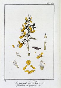 Le Genet a Broom (Spartium Scoparium) - in 
