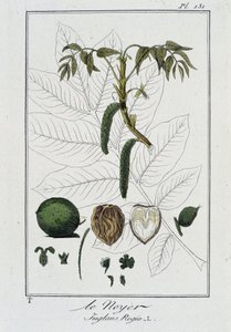 Walnut (Juglans Regia) - in 